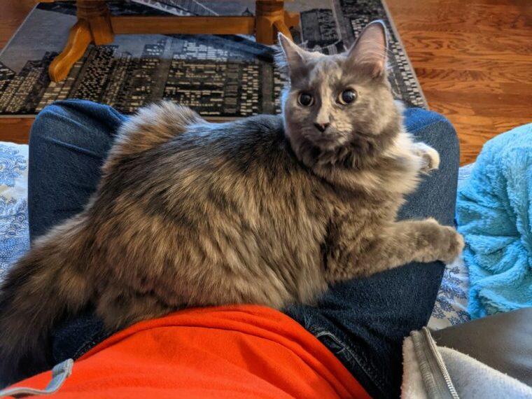 Caliu, a medium-haired dilute gray tortoiseshell domestic cat, is laying on my lap, looking up at the camera with a quizzical look. We are sitting on my couch, enjoying our time together.